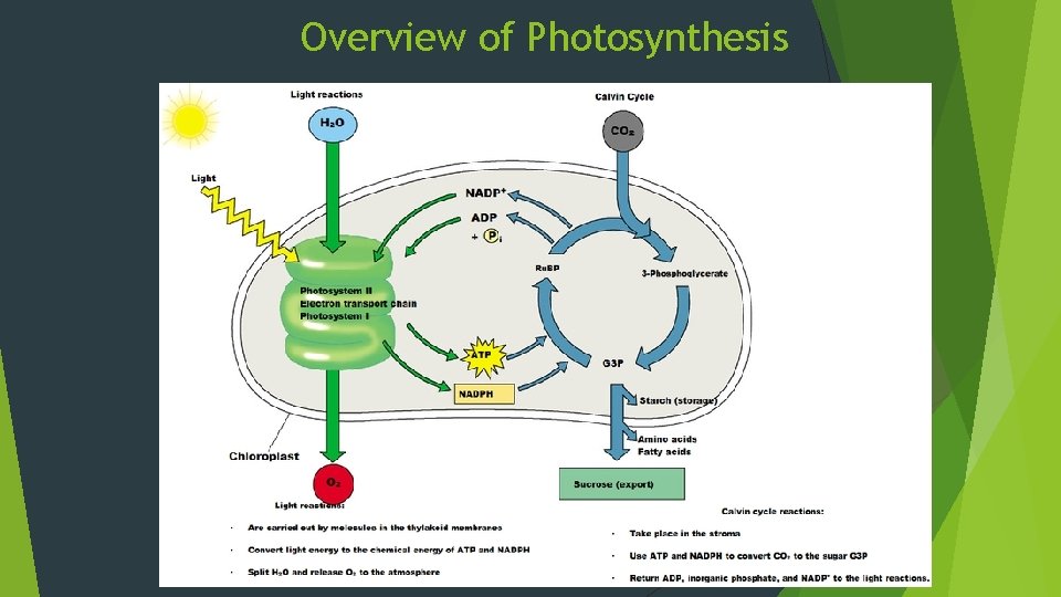 Overview of Photosynthesis 