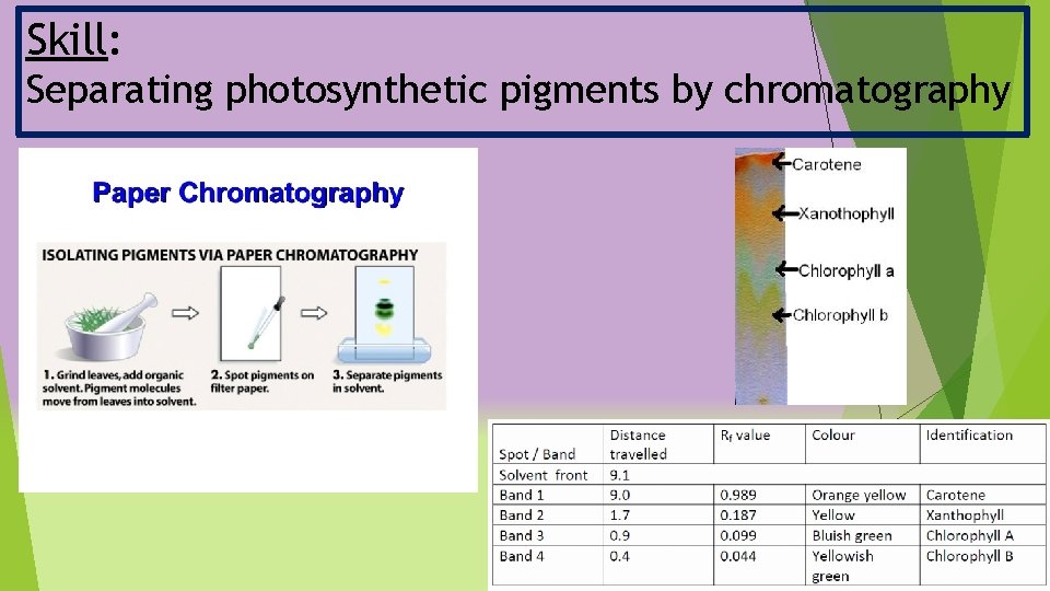 Skill: Separating photosynthetic pigments by chromatography 