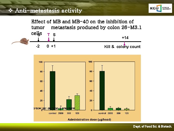 v Anti-metastasis activity Effect of MB and MB-40 on the inhibition of tumor metastasis