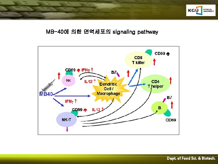 MB-40에 의한 면역세포의 signaling pathway Dept. of Food Sci. & Biotech. 