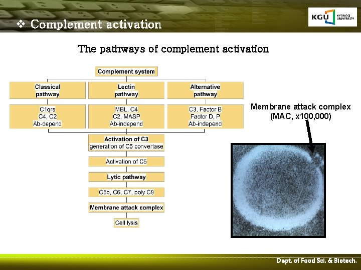 v Complement activation The pathways of complement activation Membrane attack complex (MAC, x 100,