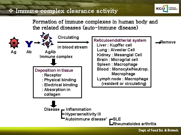 v Immune complex clearance activity Formation of immune complexes in human body and the