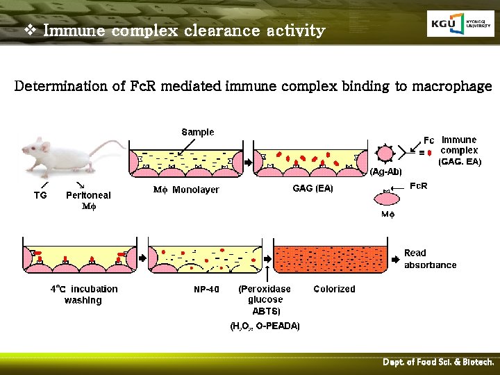 v Immune complex clearance activity Determination of Fc. R mediated immune complex binding to