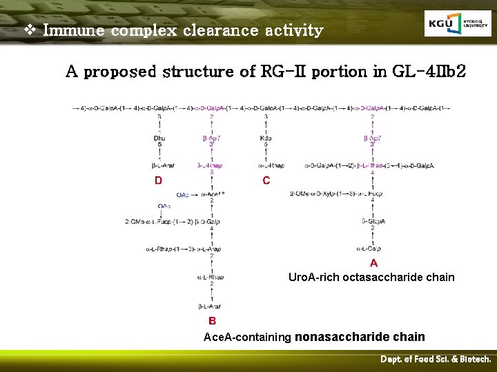 v Immune complex clearance activity A proposed structure of RG-II portion in GL-4 IIb