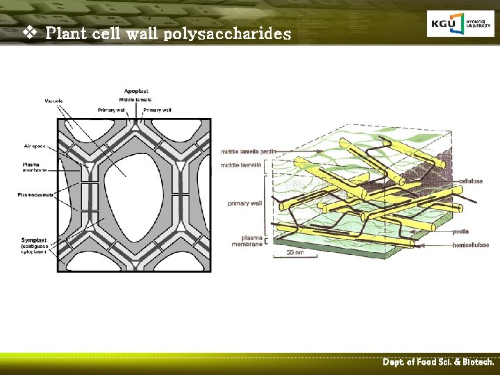v Plant cell wall polysaccharides Dept. of Food Sci. & Biotech. 