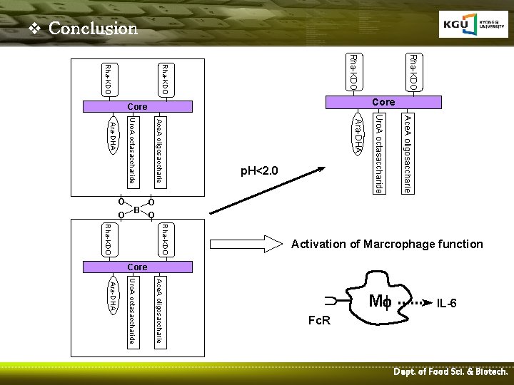v Conclusion Rha-KDO Ace. A oligosaccharie Rha-KDO Activation of Marcrophage function Rha-KDO IL-6 M
