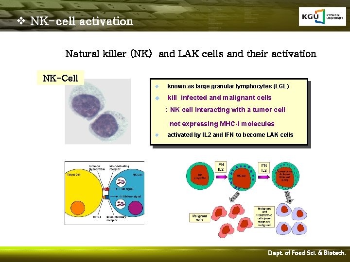 v NK-cell activation Natural killer (NK) and LAK cells and their activation NK-Cell u