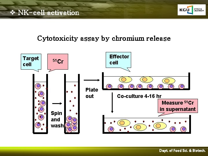 v NK-cell activation Cytotoxicity assay by chromium release Target cell Effector cell 51 Cr