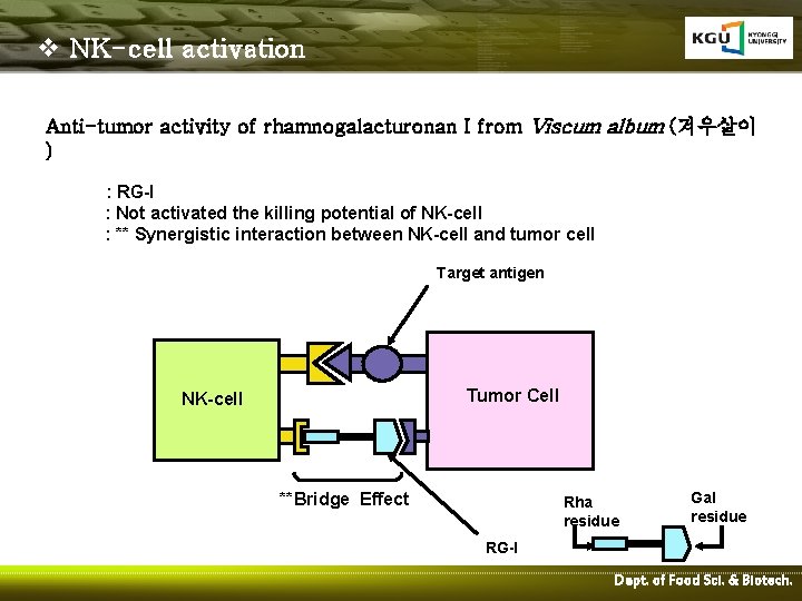 v NK-cell activation Anti-tumor activity of rhamnogalacturonan I from Viscum album (겨우살이 ) :