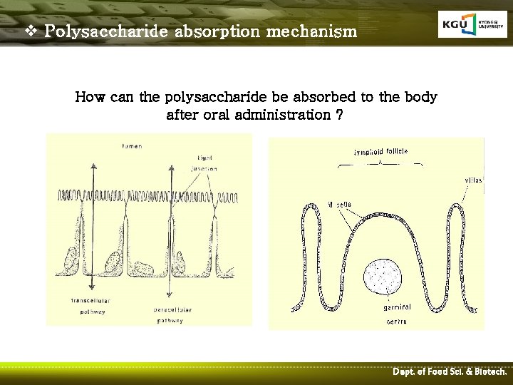 v Polysaccharide absorption mechanism How can the polysaccharide be absorbed to the body after