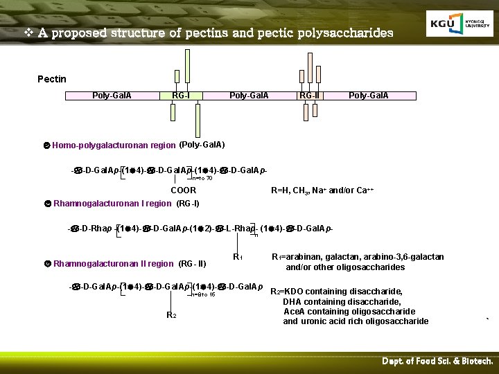 v A proposed structure of pectins and pectic polysaccharides Pectin Poly-Gal. A RG-II Poly-Gal.