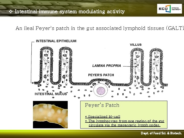 v Intestinal immune system modulating activity An ileal Peyer's patch in the gut associated