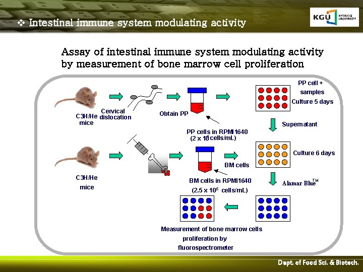 v Intestinal immune system modulating activity Assay of intestinal immune system modulating activity by