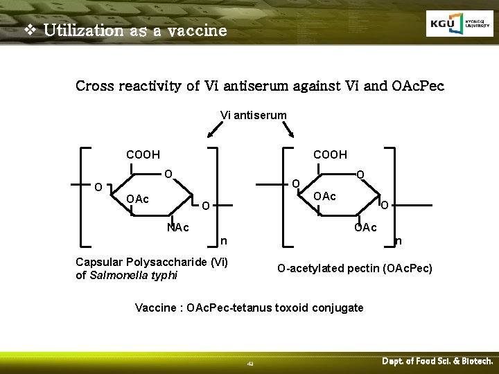 v Utilization as a vaccine Cross reactivity of Vi antiserum against Vi and OAc.