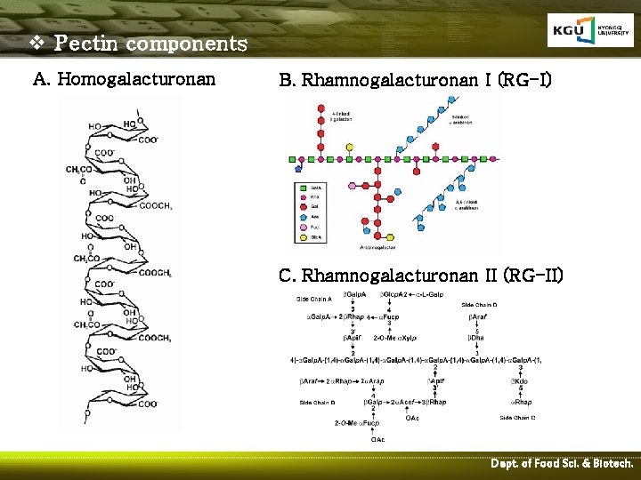 v Pectin components A. Homogalacturonan B. Rhamnogalacturonan I (RG-I) C. Rhamnogalacturonan II (RG-II) Dept.