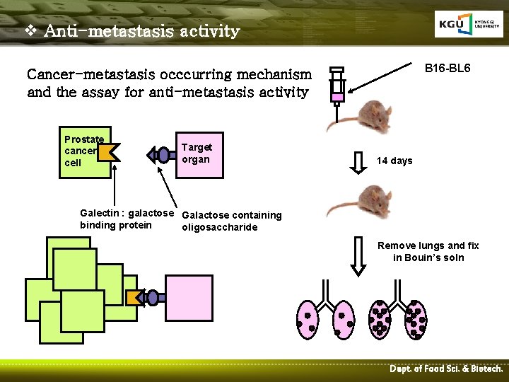 v Anti-metastasis activity B 16 -BL 6 Cancer-metastasis occcurring mechanism and the assay for
