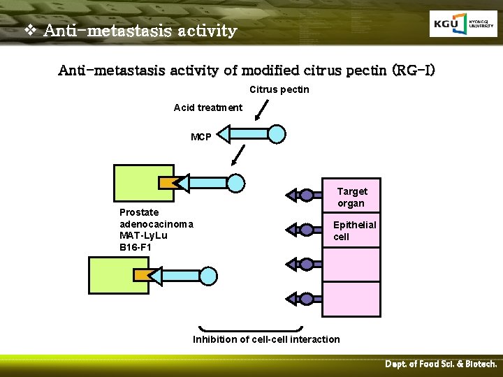 v Anti-metastasis activity of modified citrus pectin (RG-I) Citrus pectin Acid treatment MCP Prostate