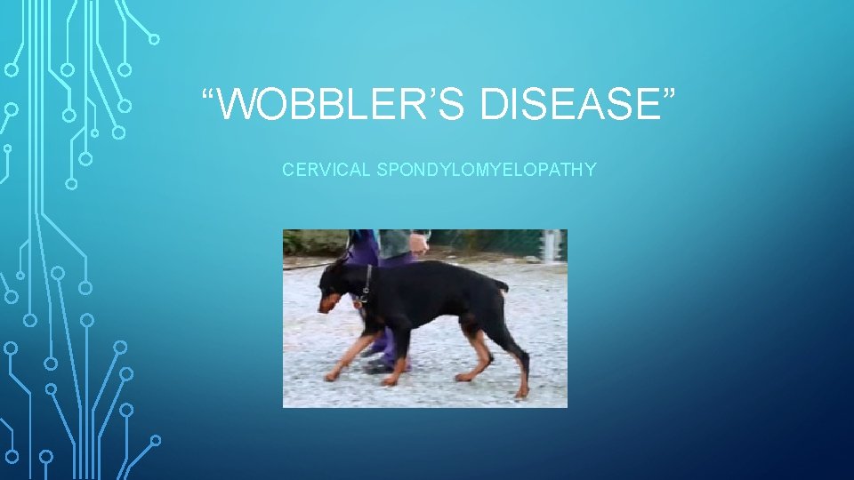 “WOBBLER’S DISEASE” CERVICAL SPONDYLOMYELOPATHY 