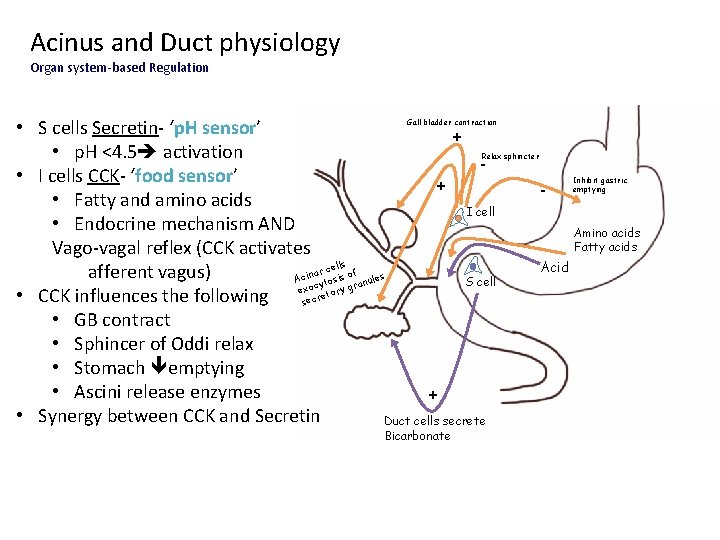Acinus and Duct physiology Organ system-based Regulation • S cells Secretin- ‘p. H sensor’