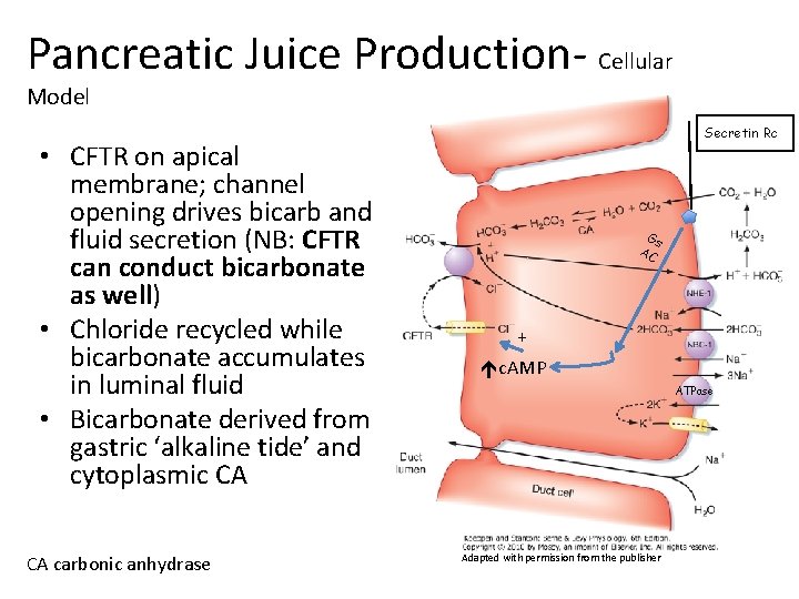 Pancreatic Juice Production- Cellular Model • CFTR on apical membrane; channel opening drives bicarb