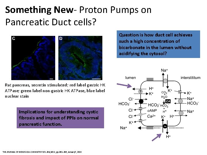 Something New- Proton Pumps on Pancreatic Duct cells? Question is how duct cell achieves