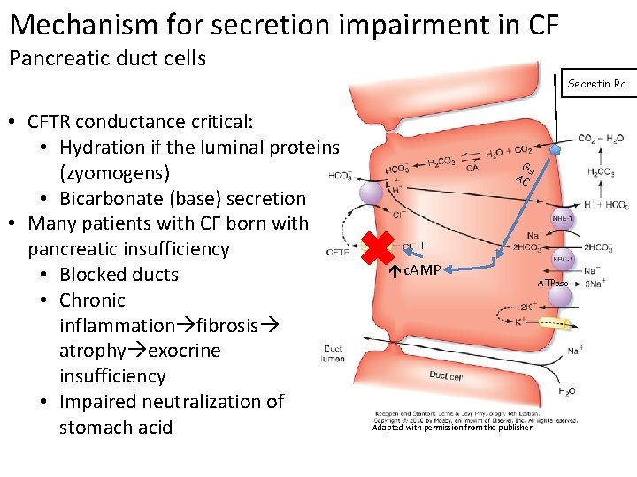 Mechanism for secretion impairment in CF Pancreatic duct cells Secretin Rc • CFTR conductance