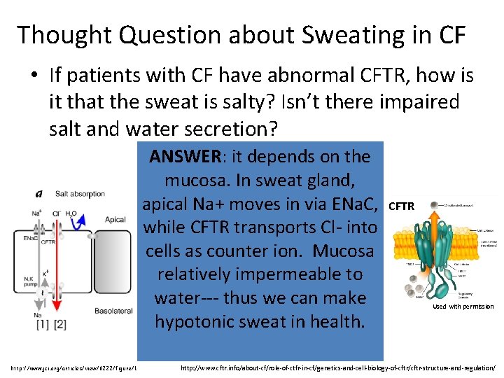 Thought Question about Sweating in CF • If patients with CF have abnormal CFTR,