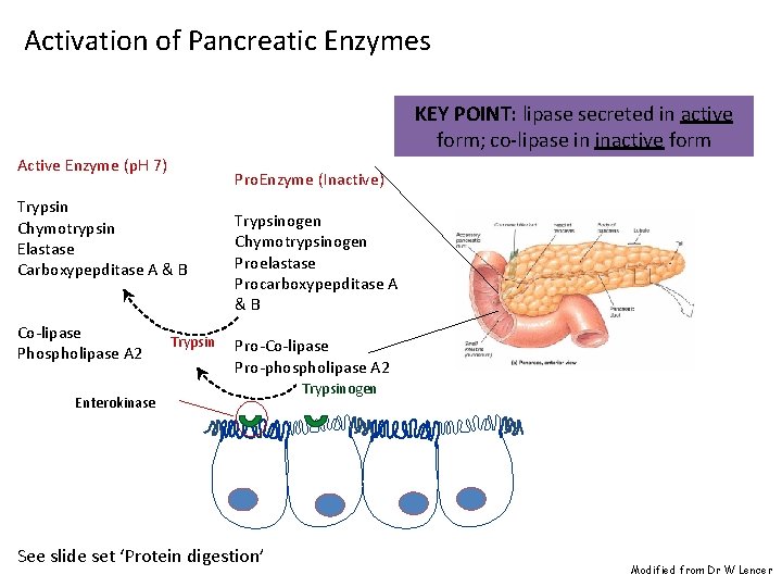 Activation of Pancreatic Enzymes KEY POINT: lipase secreted in active form; co-lipase in inactive