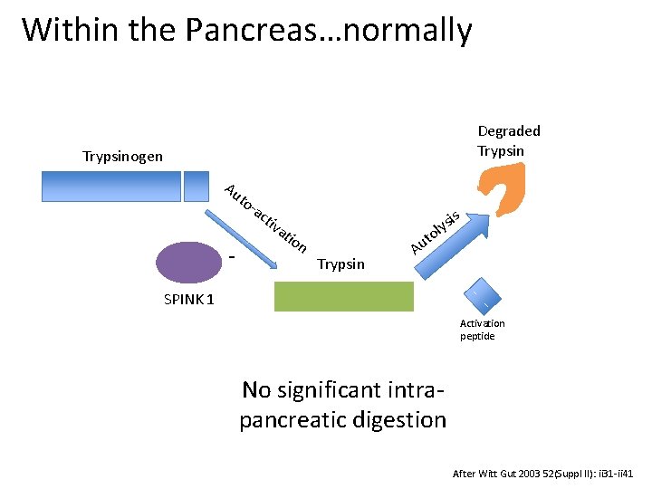 Within the Pancreas…normally Degraded Trypsinogen Au t o- - ac tiv at ion sis