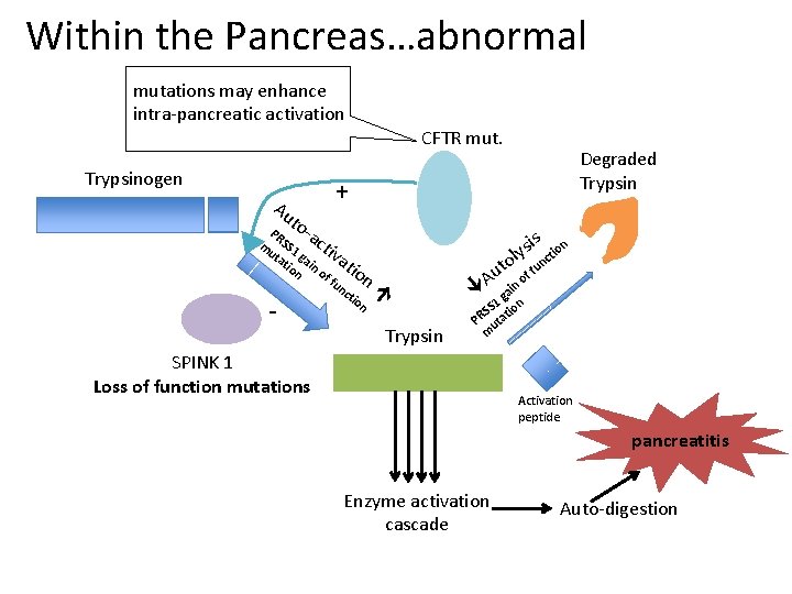 Within the Pancreas…abnormal mutations may enhance intra-pancreatic activation Trypsinogen CFTR mut. Degraded Trypsin +