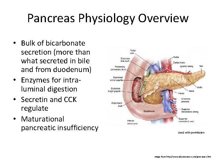 Pancreas Physiology Overview • Bulk of bicarbonate secretion (more than what secreted in bile