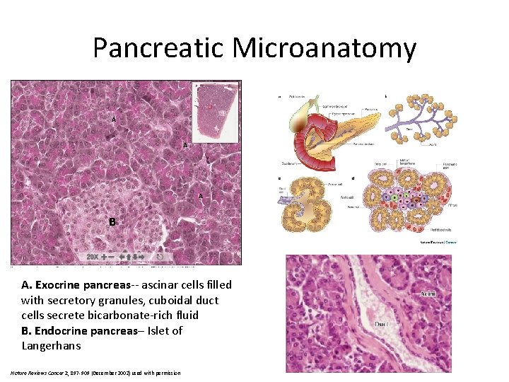 Pancreatic Microanatomy A A A B A. Exocrine pancreas-- ascinar cells filled with secretory
