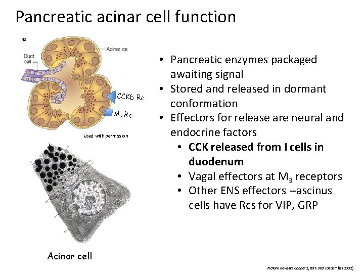 Pancreatic acinar cell function CCKb Rc M 3 Rc Used with permission • Pancreatic