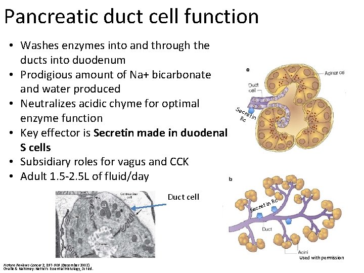 Pancreatic duct cell function • Washes enzymes into and through the ducts into duodenum