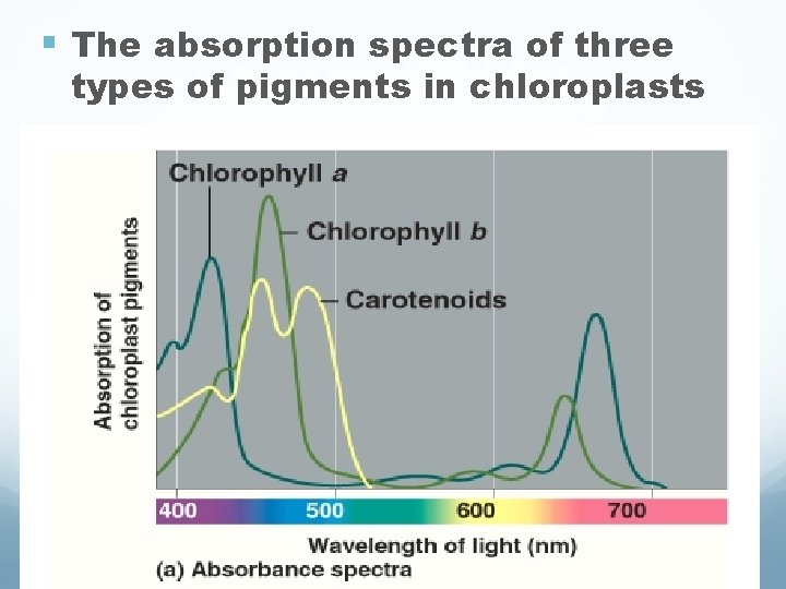 § The absorption spectra of three types of pigments in chloroplasts § The absorption spectra of three types of pigments in chloroplasts