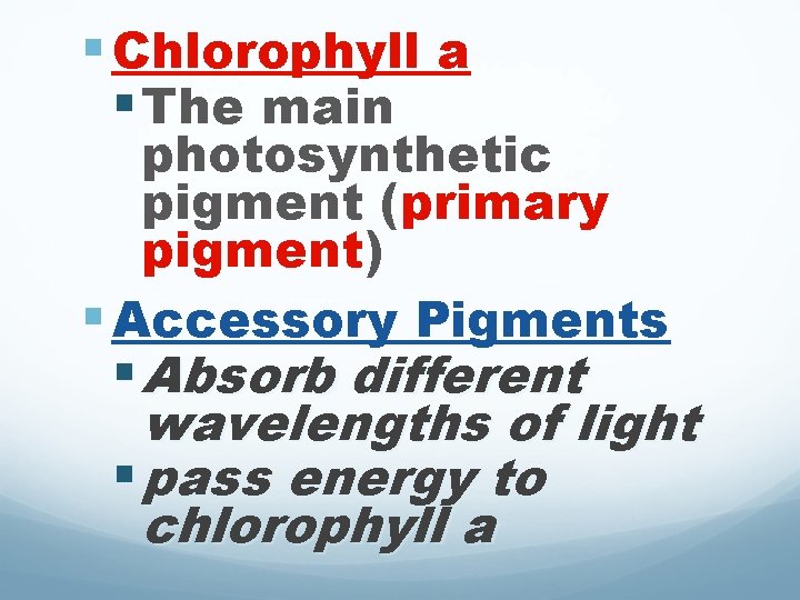 § Chlorophyll a § The main photosynthetic pigment (primary pigment) § Accessory Pigments § § Chlorophyll a § The main photosynthetic pigment (primary pigment) § Accessory Pigments §
