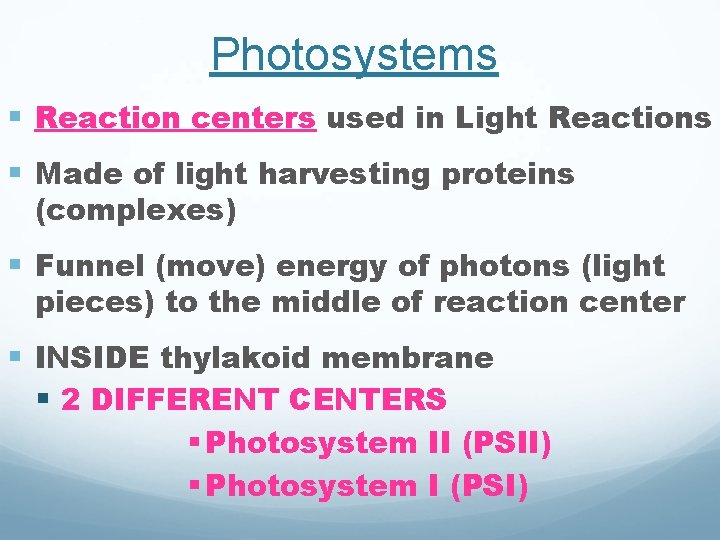 Photosystems § Reaction centers used in Light Reactions § Made of light harvesting proteins Photosystems § Reaction centers used in Light Reactions § Made of light harvesting proteins