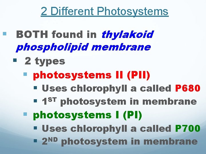 2 Different Photosystems § BOTH found in thylakoid phospholipid membrane § 2 types § 2 Different Photosystems § BOTH found in thylakoid phospholipid membrane § 2 types §