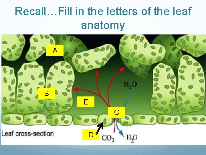 Recall…Fill in the letters of the leaf anatomy A B E C D Recall…Fill in the letters of the leaf anatomy A B E C D