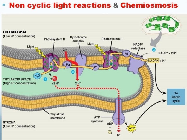 § Non cyclic light reactions & Chemiosmosis § Non cyclic light reactions & Chemiosmosis