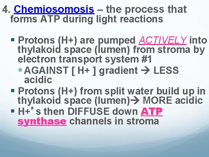 4. Chemiosomosis – the process that forms ATP during light reactions § Protons (H+) 4. Chemiosomosis – the process that forms ATP during light reactions § Protons (H+)