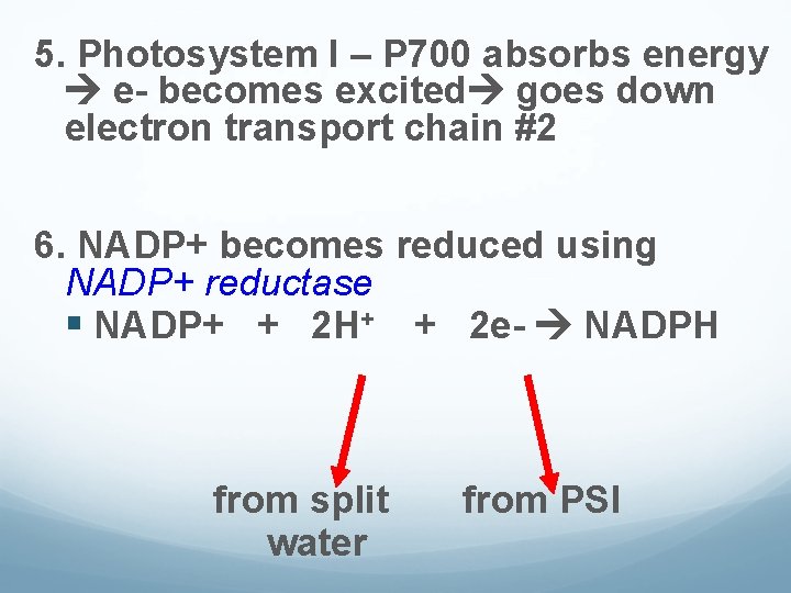 5. Photosystem I – P 700 absorbs energy e- becomes excited goes down electron 5. Photosystem I – P 700 absorbs energy e- becomes excited goes down electron
