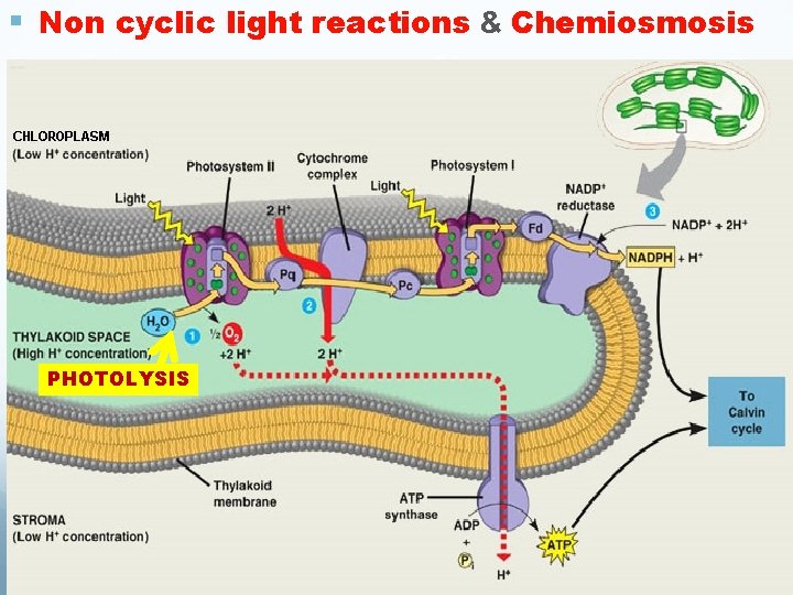§ Non cyclic light reactions & Chemiosmosis PHOTOLYSIS § Non cyclic light reactions & Chemiosmosis PHOTOLYSIS