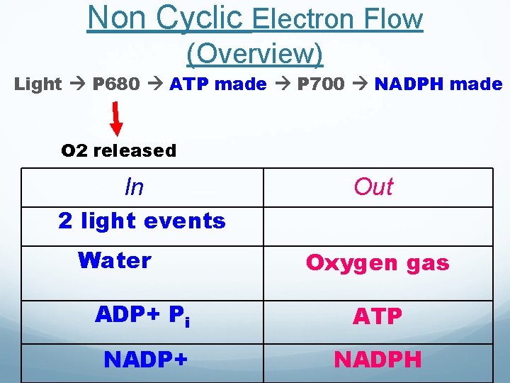 Non Cyclic Electron Flow (Overview) Light P 680 ATP made P 700 NADPH made Non Cyclic Electron Flow (Overview) Light P 680 ATP made P 700 NADPH made