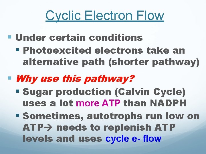 Cyclic Electron Flow § Under certain conditions § Photoexcited electrons take an alternative path Cyclic Electron Flow § Under certain conditions § Photoexcited electrons take an alternative path