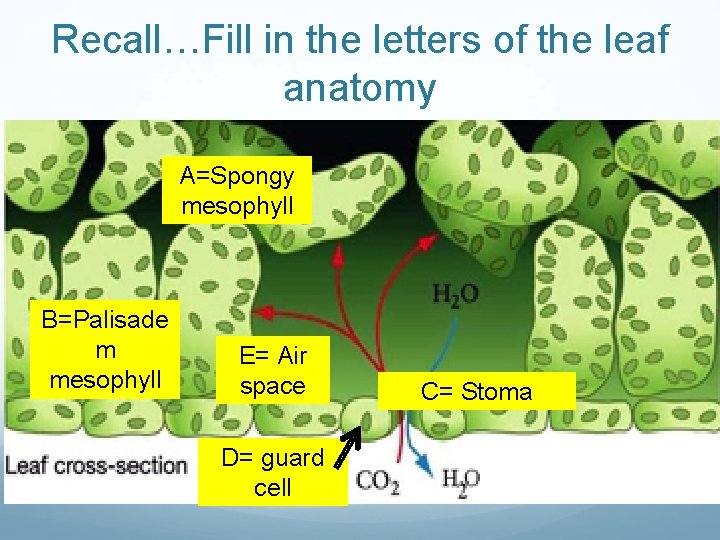 Recall…Fill in the letters of the leaf anatomy A=Spongy mesophyll B=Palisade m mesophyll E= Recall…Fill in the letters of the leaf anatomy A=Spongy mesophyll B=Palisade m mesophyll E=