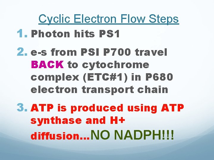 Cyclic Electron Flow Steps 1. Photon hits PS 1 2. e-s from PSI P Cyclic Electron Flow Steps 1. Photon hits PS 1 2. e-s from PSI P