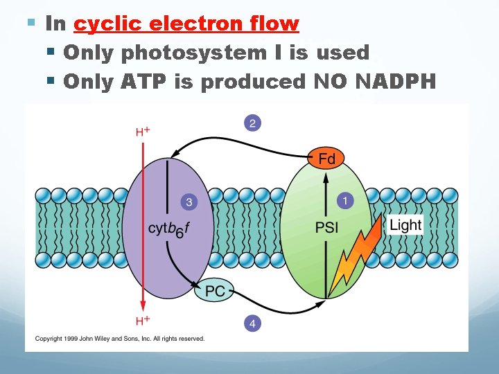 § In cyclic electron flow § Only photosystem I is used § Only ATP § In cyclic electron flow § Only photosystem I is used § Only ATP
