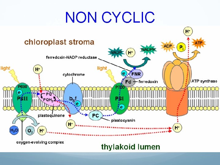 NON CYCLIC NON CYCLIC