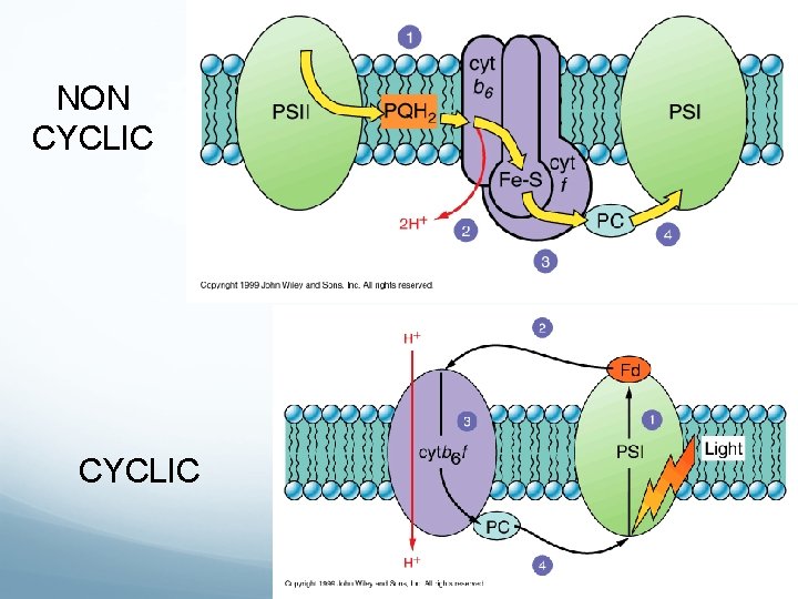 NON CYCLIC NON CYCLIC